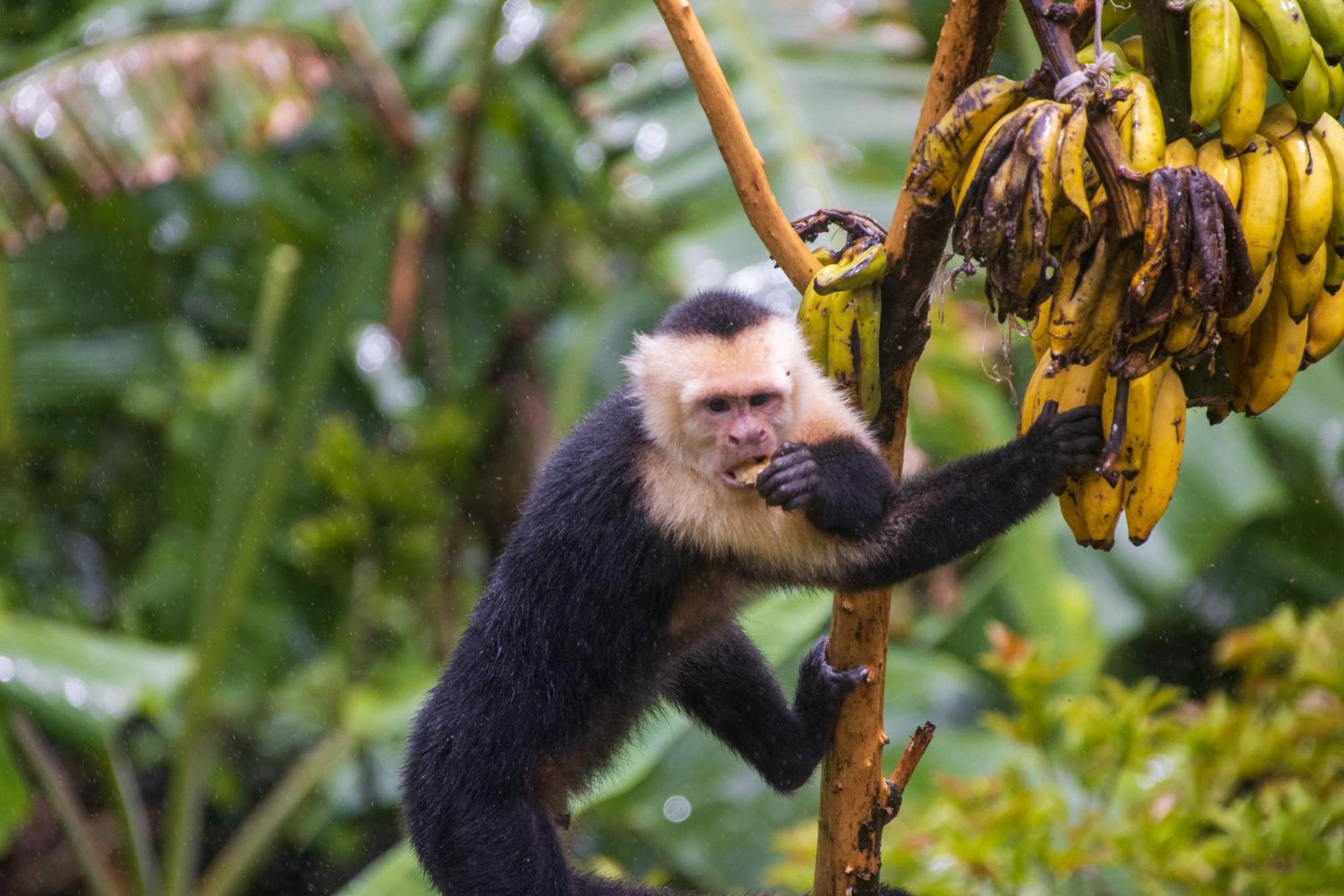 Villa Aves De Tierras Altas Bijagua de Upala Exterior foto